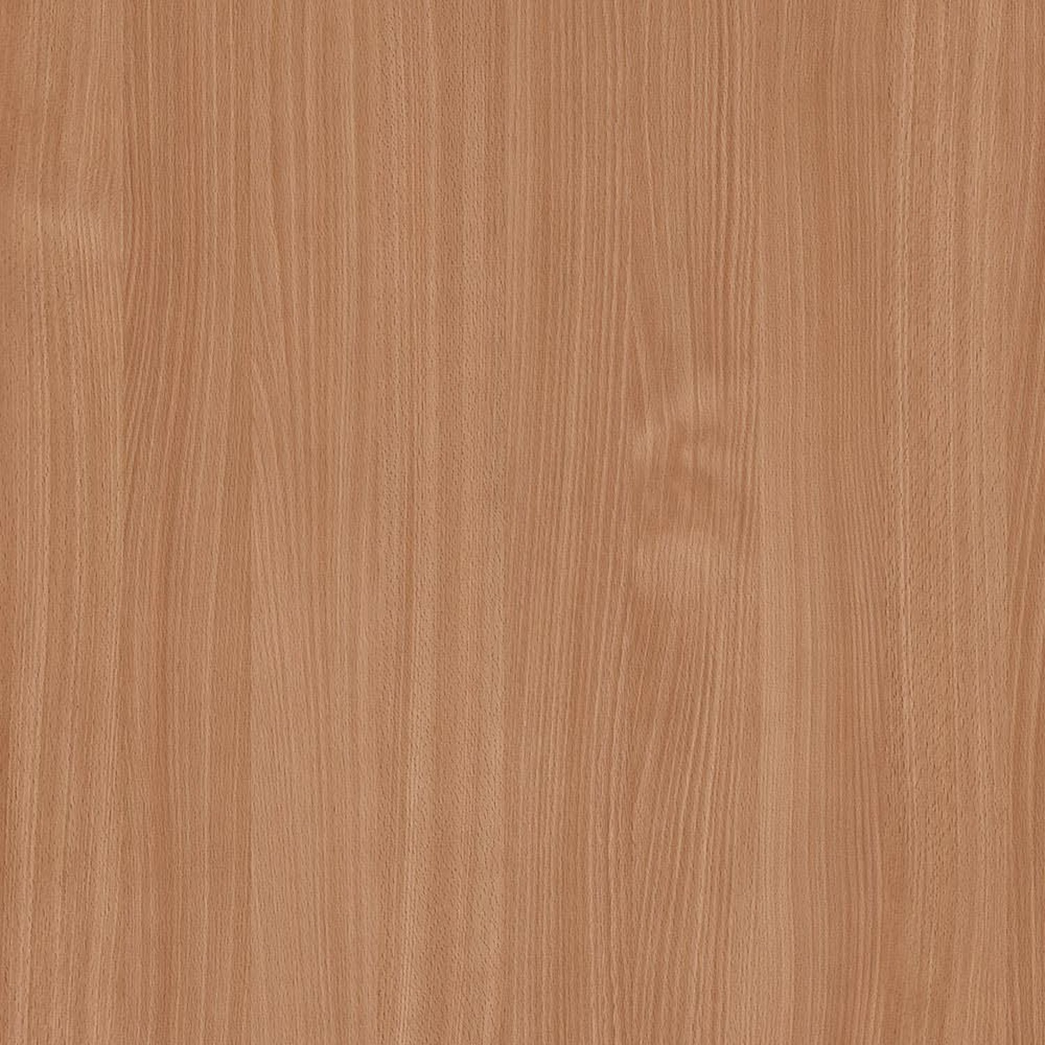 Bavarian Beech
