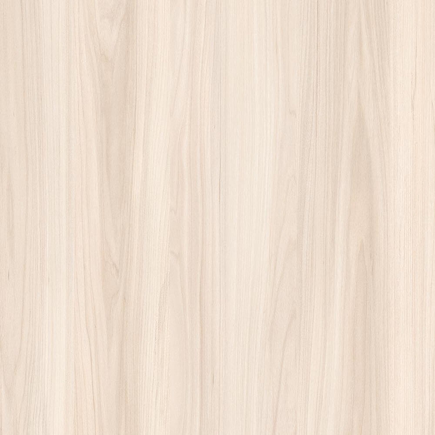 California Elm