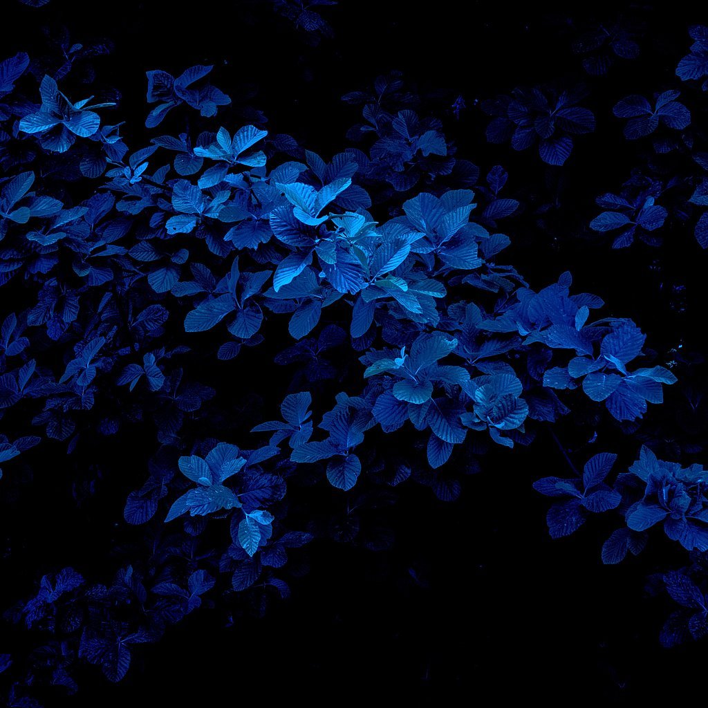 Blaue Blätter