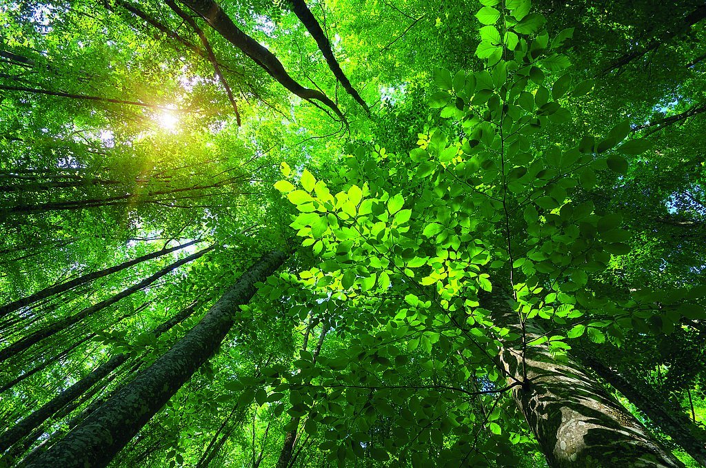 Nachhaltigkeit-Schattdecor-Umwelt.jpg